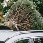 Veilig een kerstboom vervoeren met de auto | Autobedrijf Auto Nol