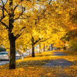 herfst bomen bladeren gladheid weg auto rijden veilig autorijden in de herfst en winter